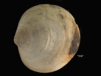Media type: image; Malacology 7979